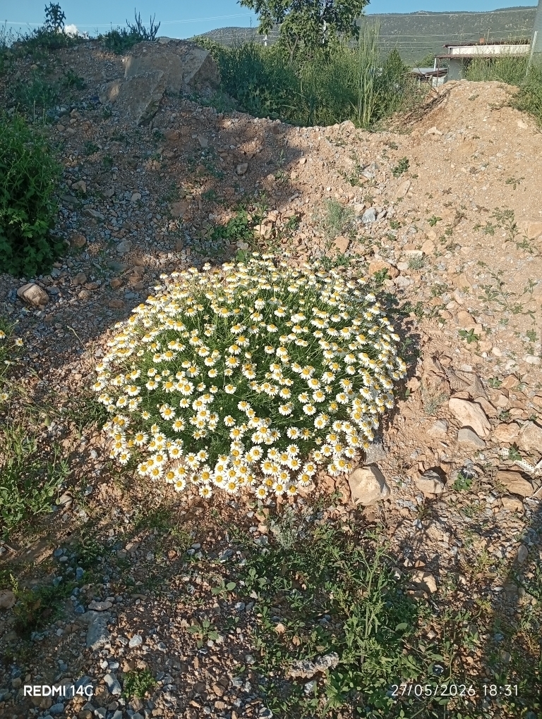 Sibel