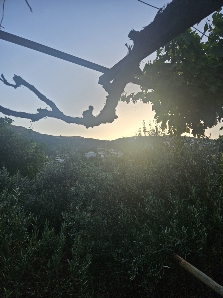özlem