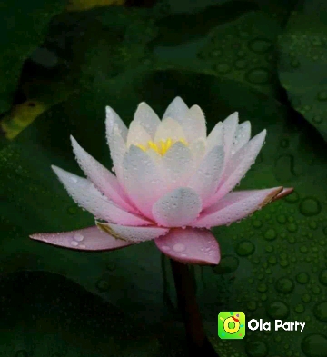 Raj