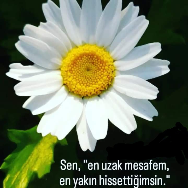Ayaz