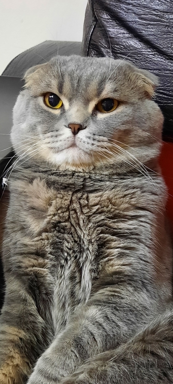 Ayşenur