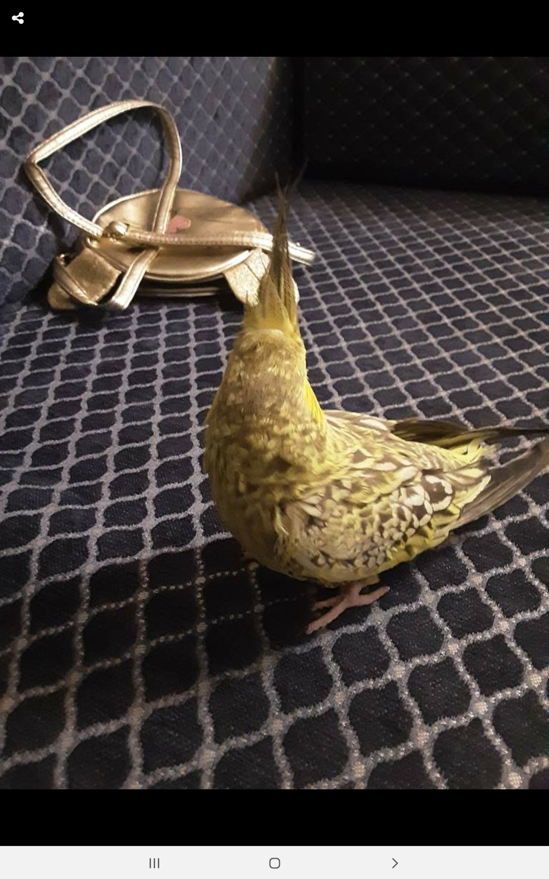 Mohukdhdkdsen