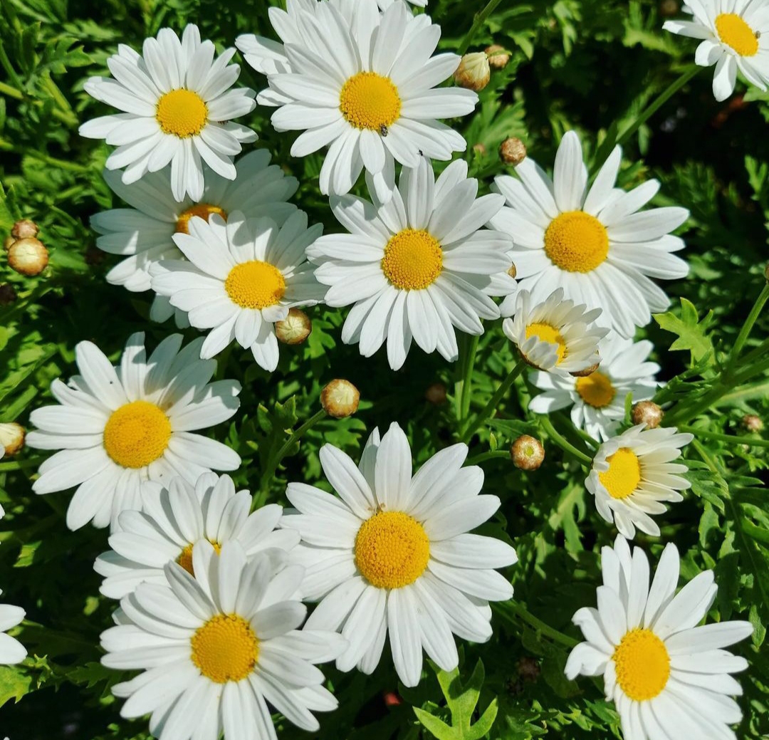Damla