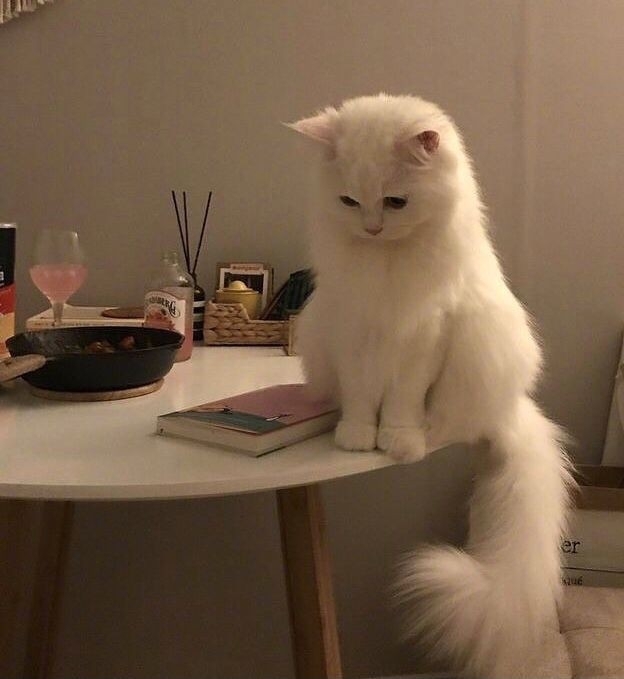 Sibel