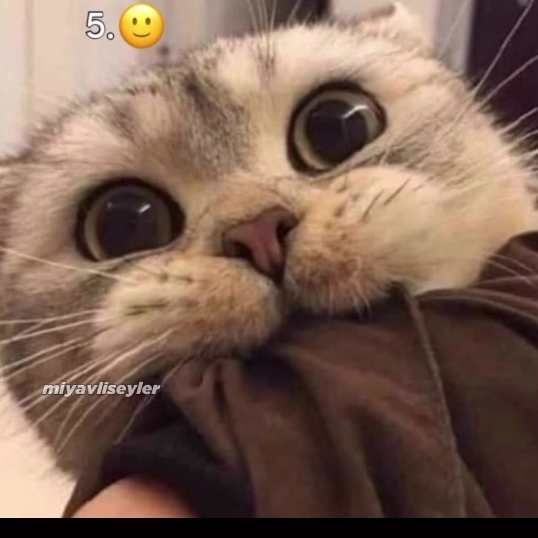 Mine