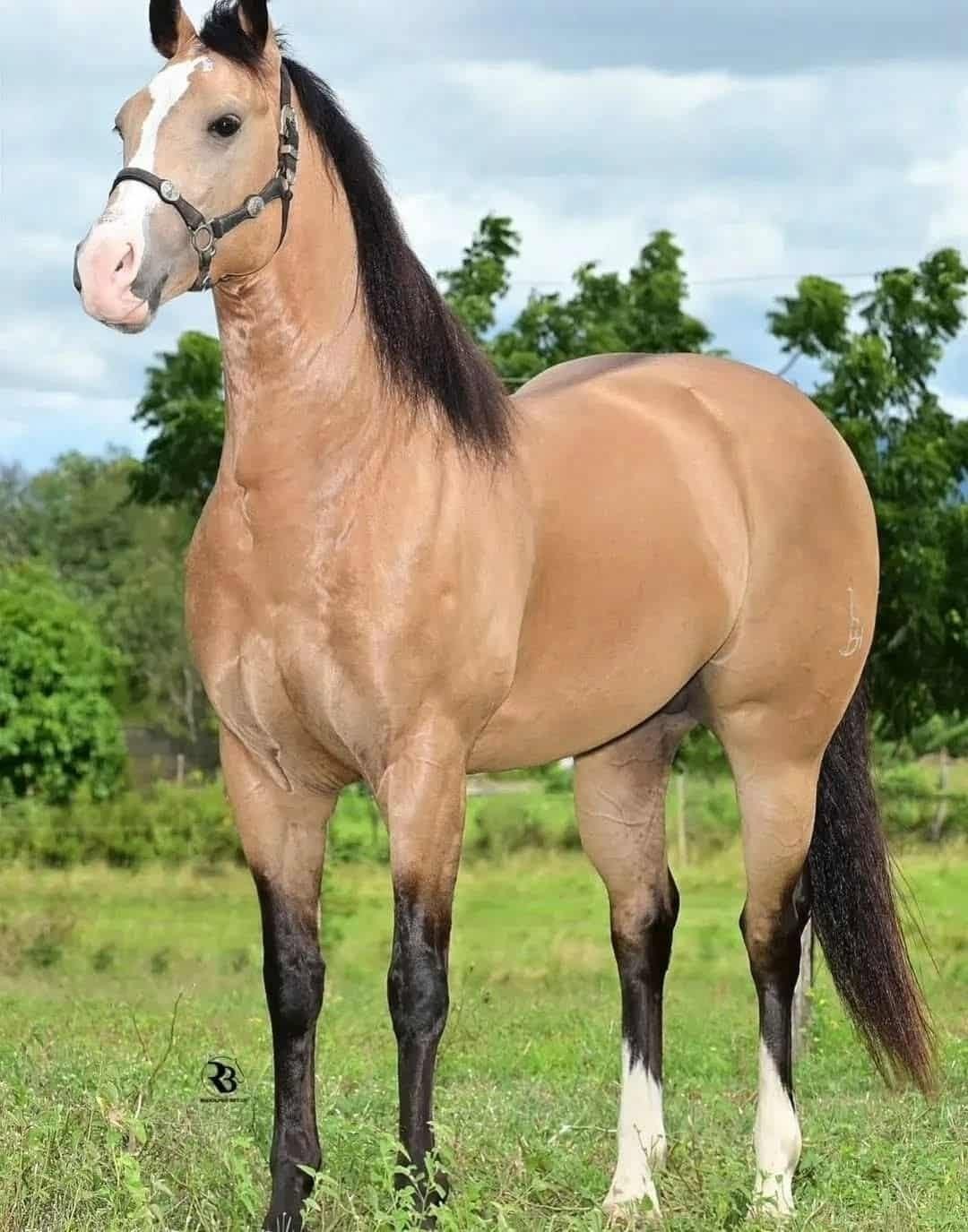 Kudret