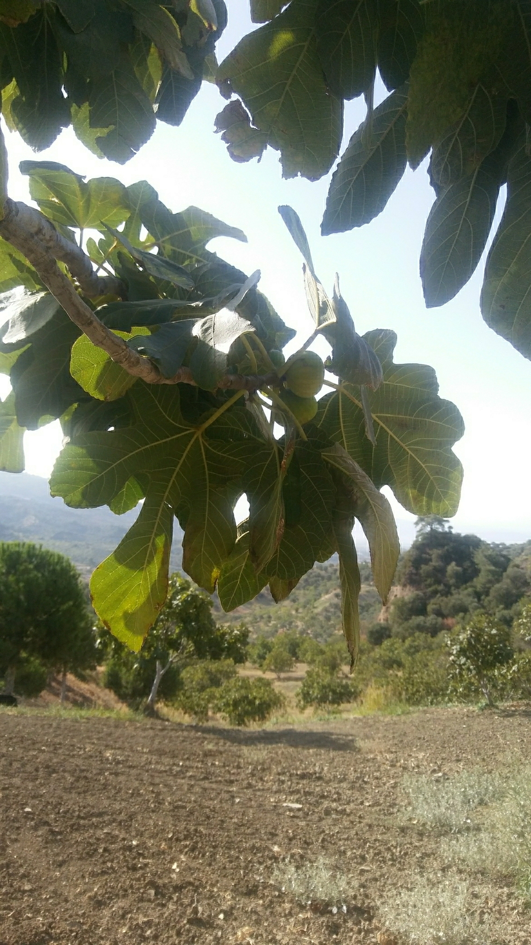 Ayhan