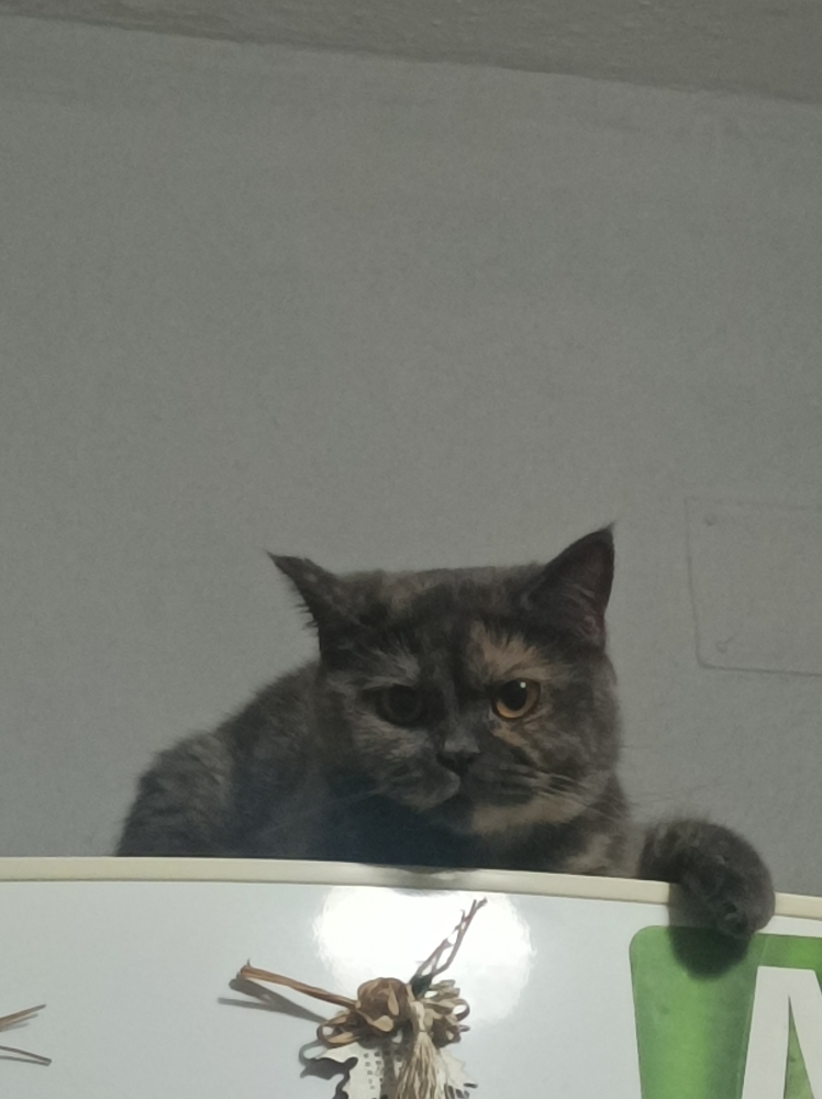 Tarık