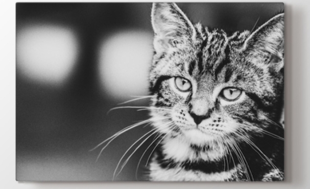 Mimosa