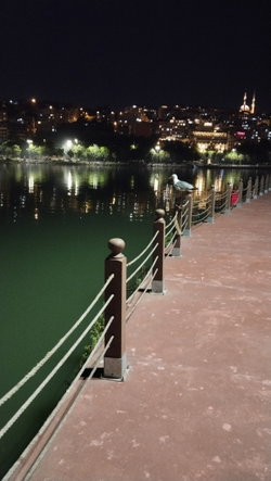 Erol