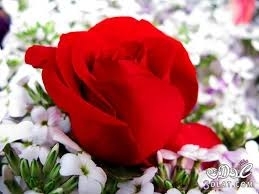 Ahmed