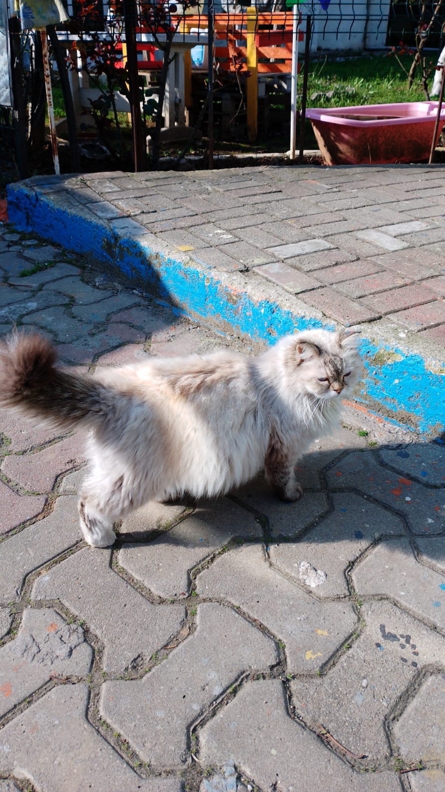 Sedat