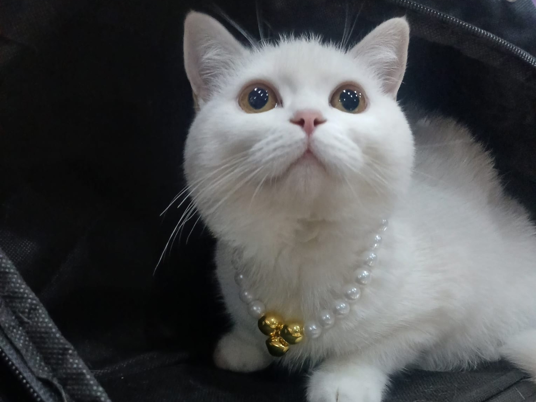 Gul