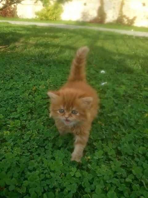 Nur