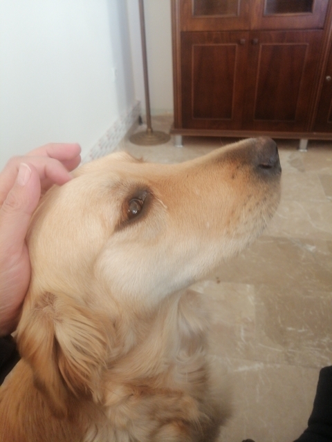 Serdo