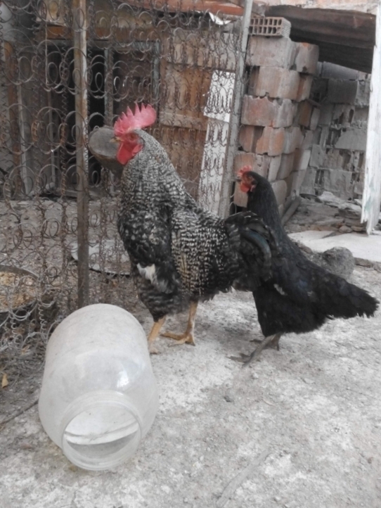 Ferdi