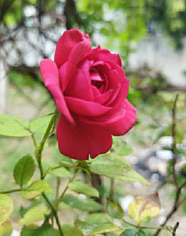 Srilakshmi