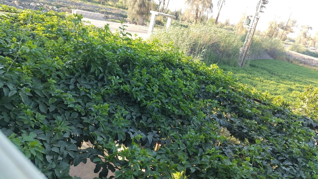 امير