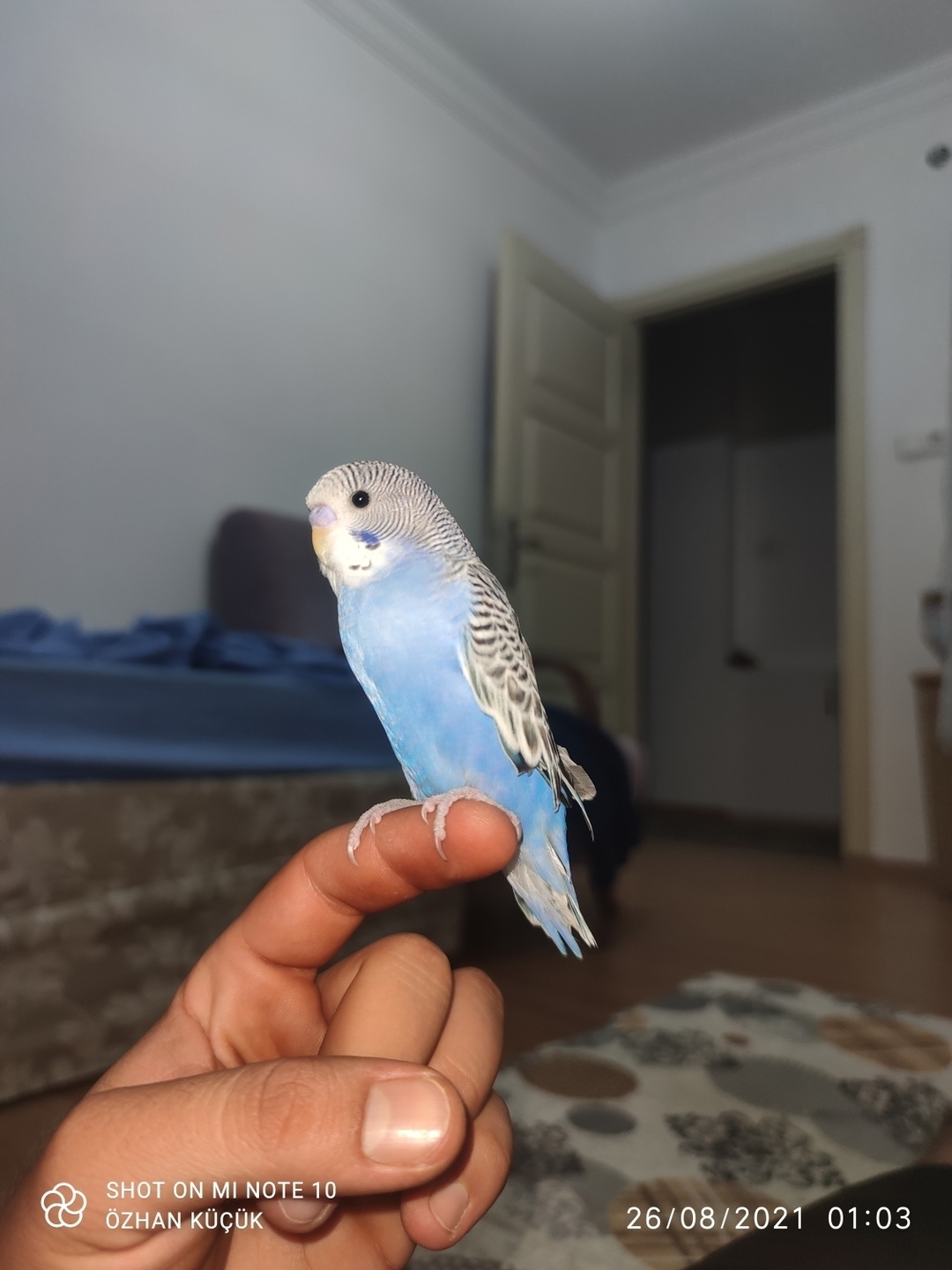Özhan