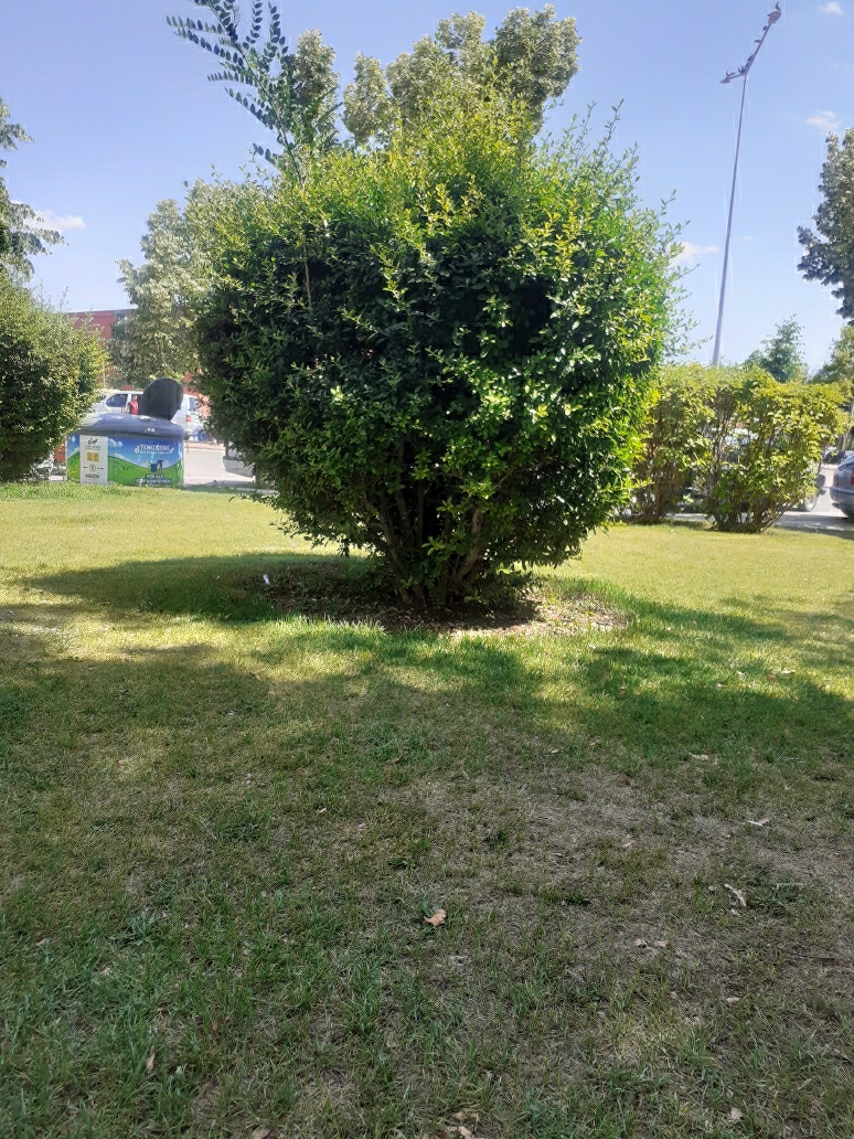 Murat