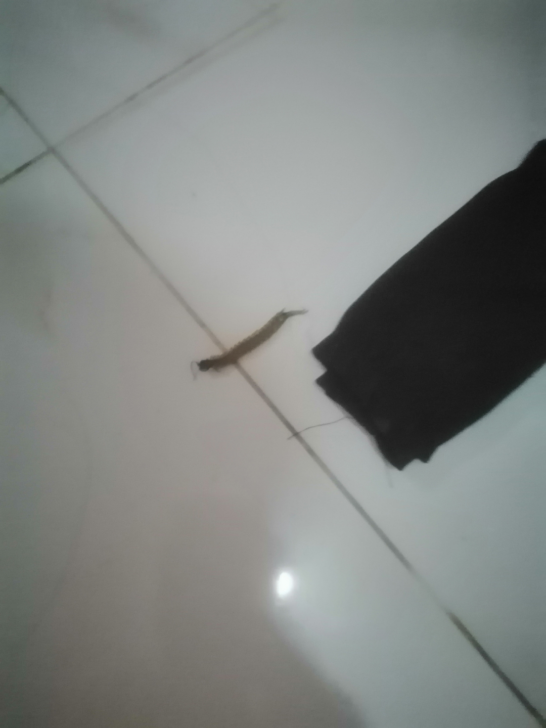 Bong