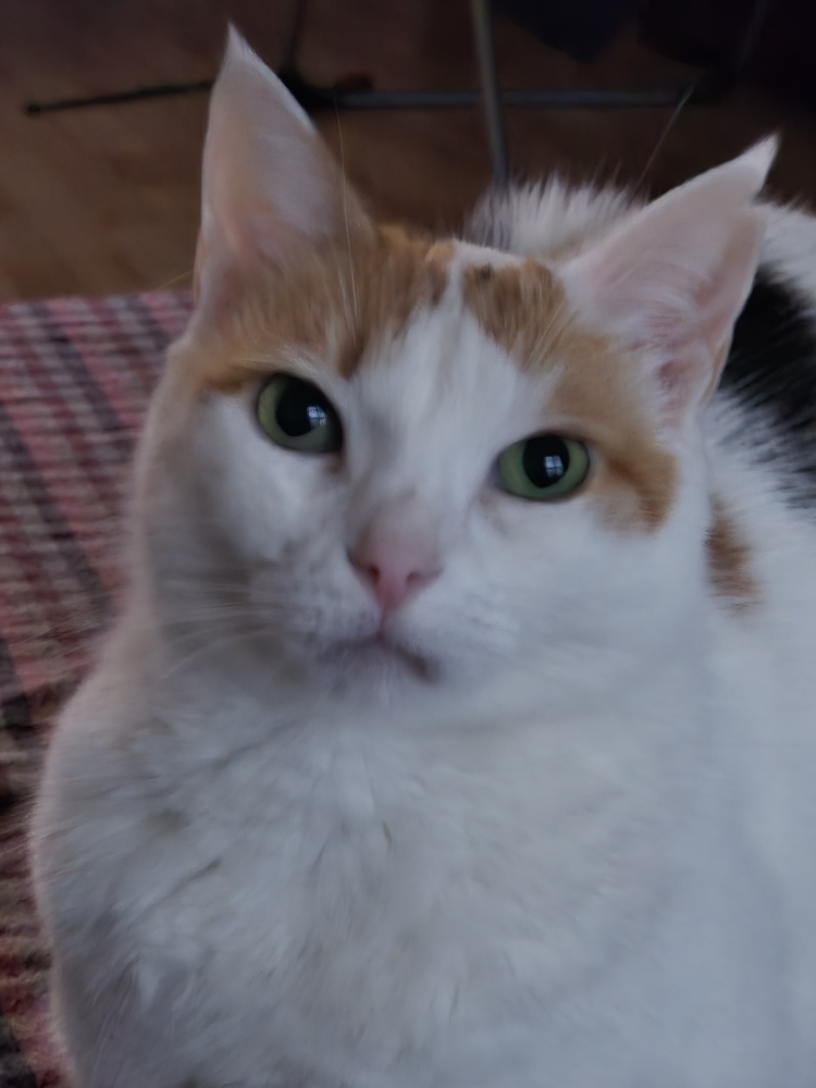 Gurbuz
