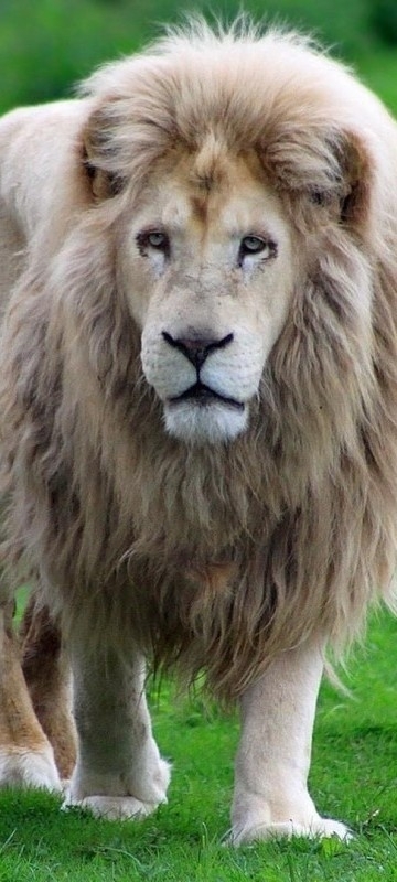 Orhan