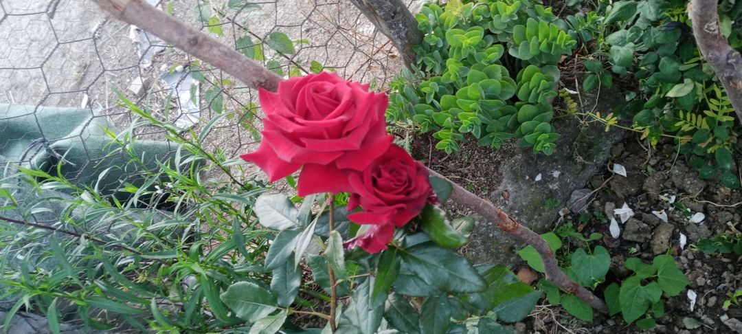 Mustafa