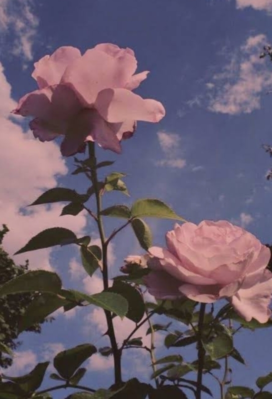 Zeynepsu