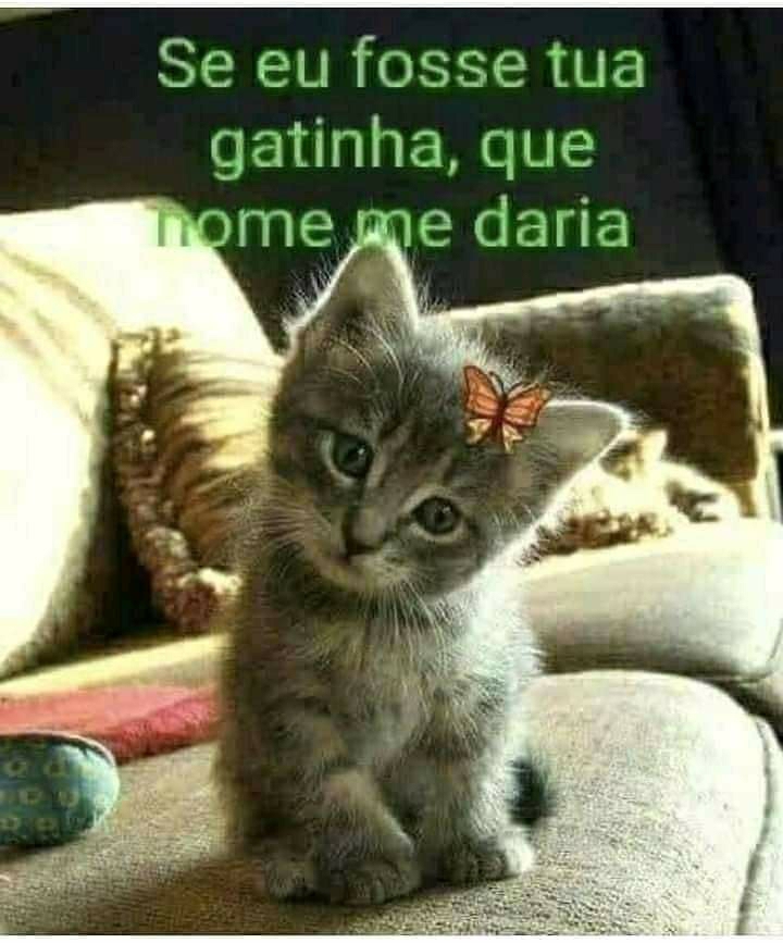 Dy