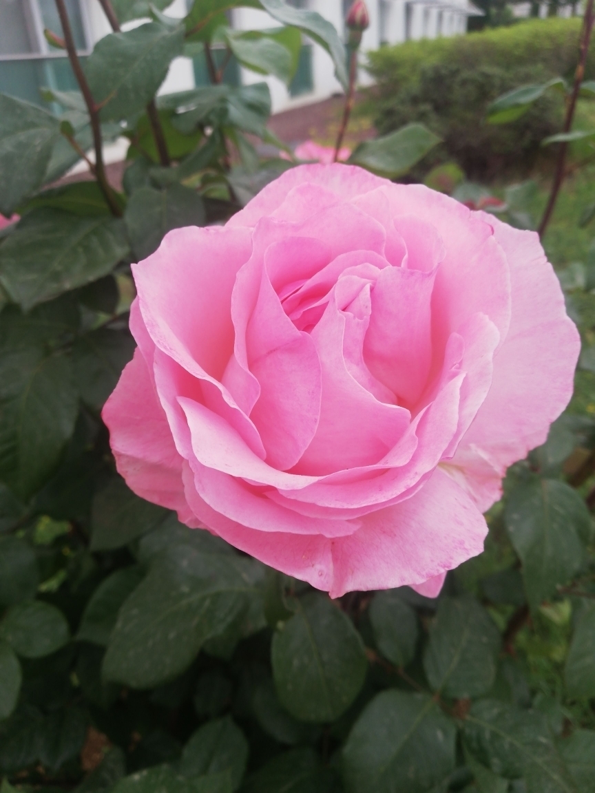 Ebru