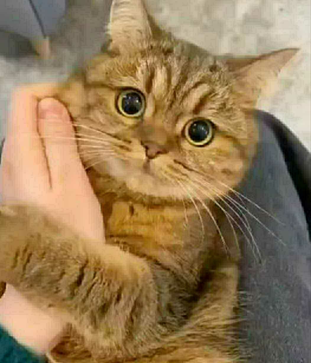 Без
