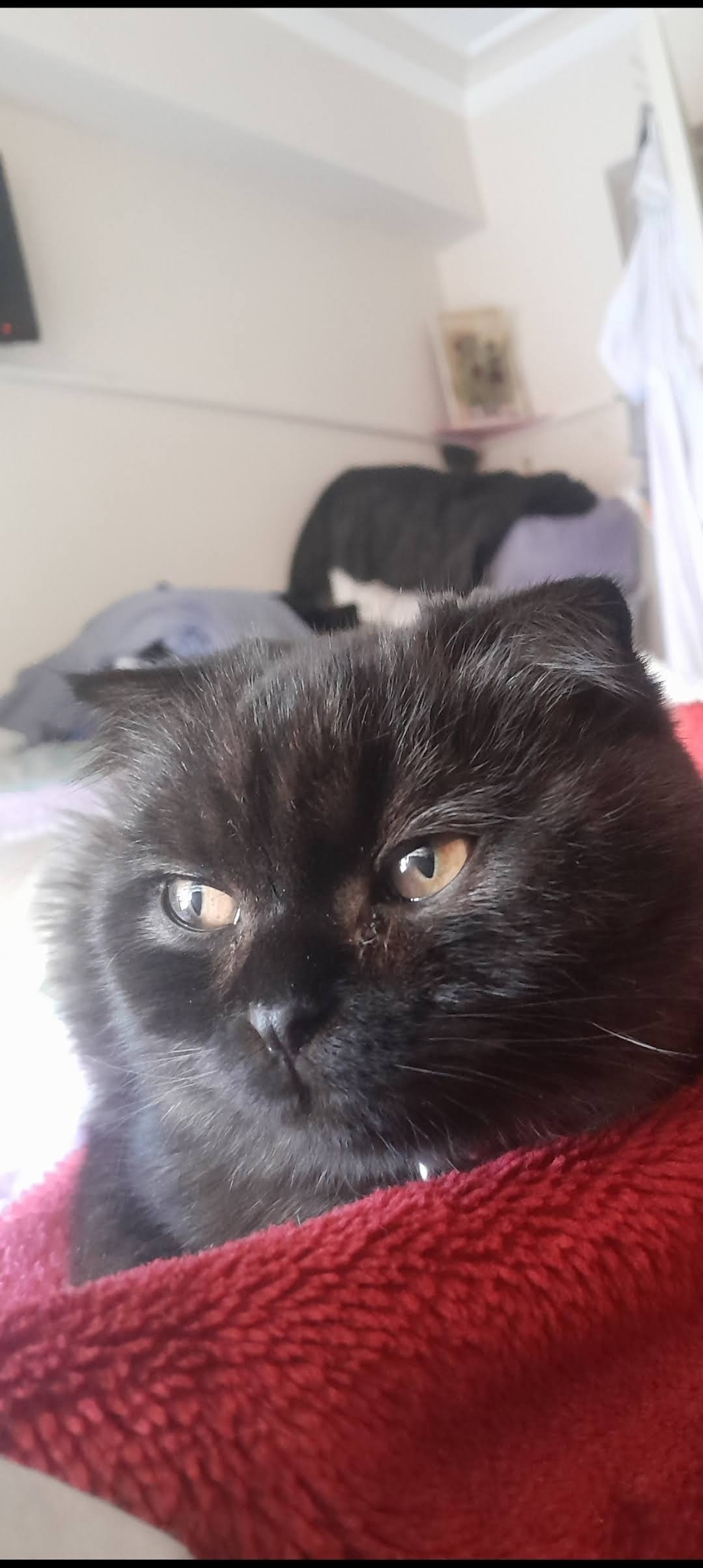 Özel