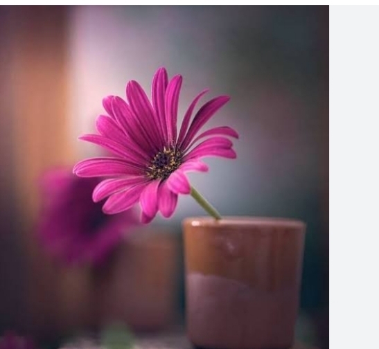 Hatice