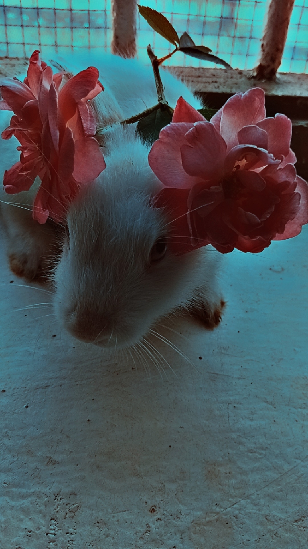 Sabrina