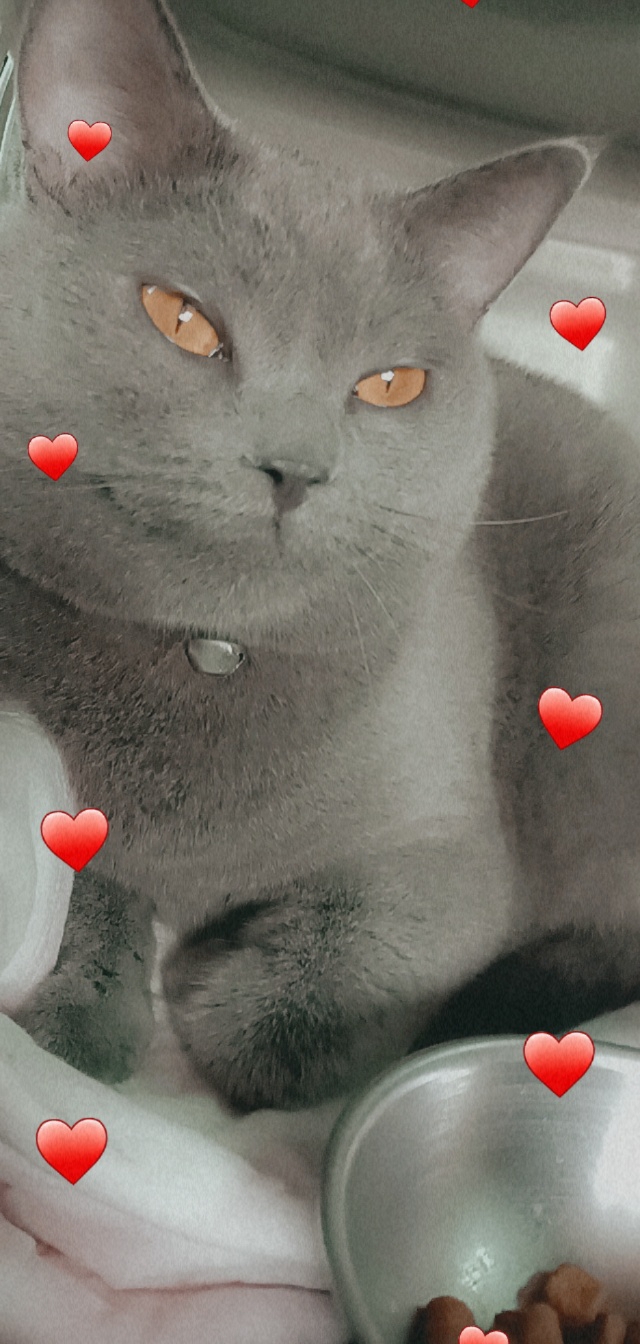 Aylis