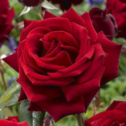Ali