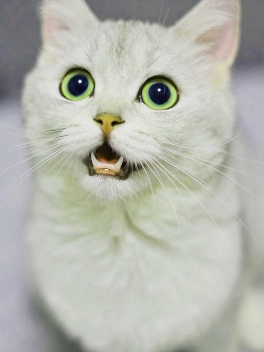Nikita