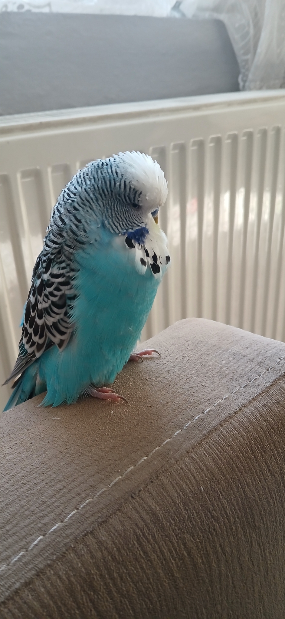 Ibrahim
