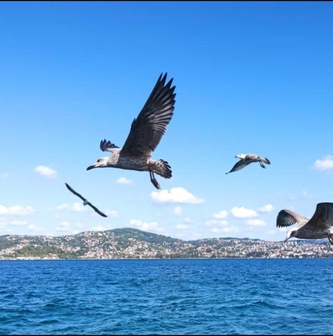 Seçkin