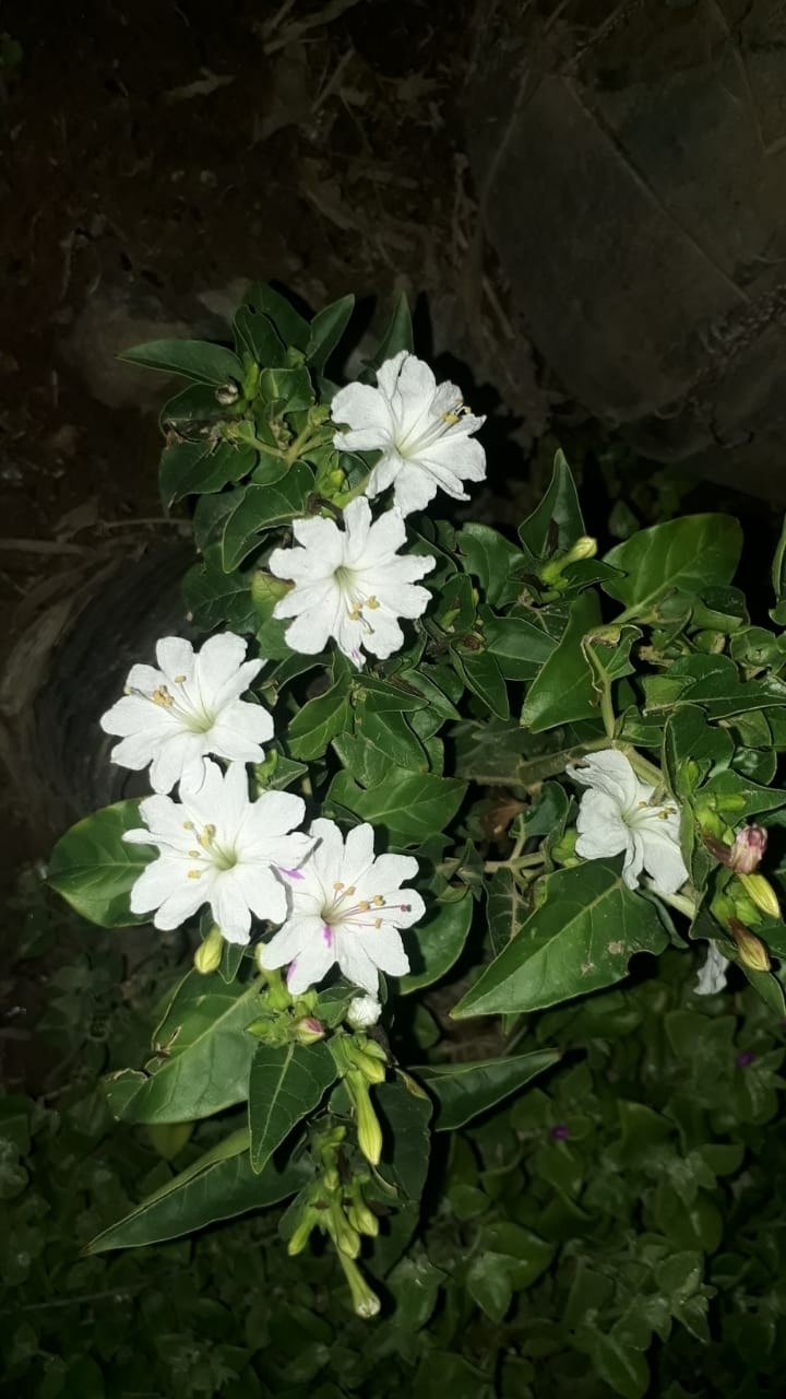 Vanesa