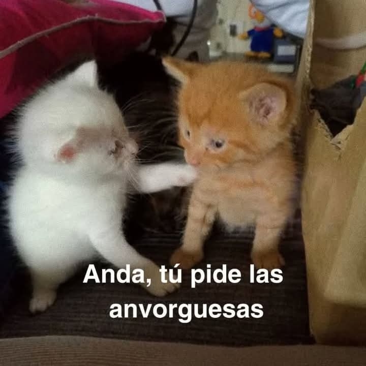 Ale