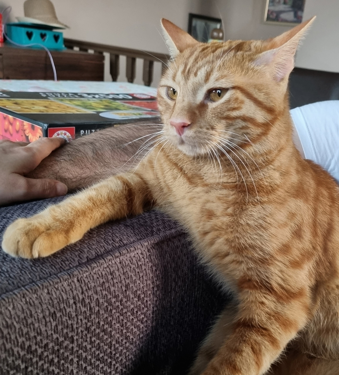 Ayça