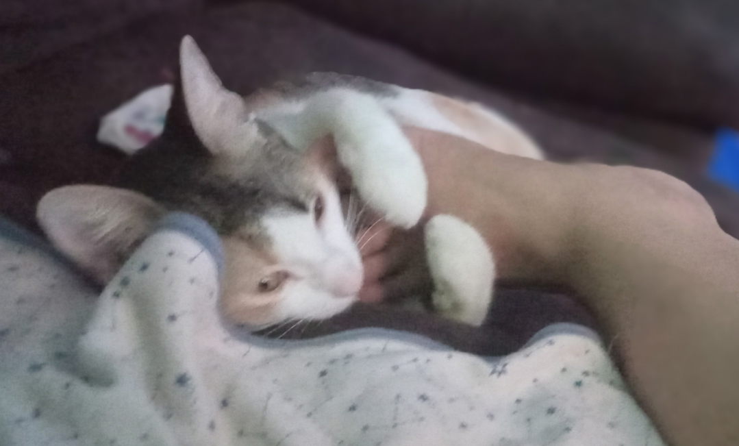 Ali