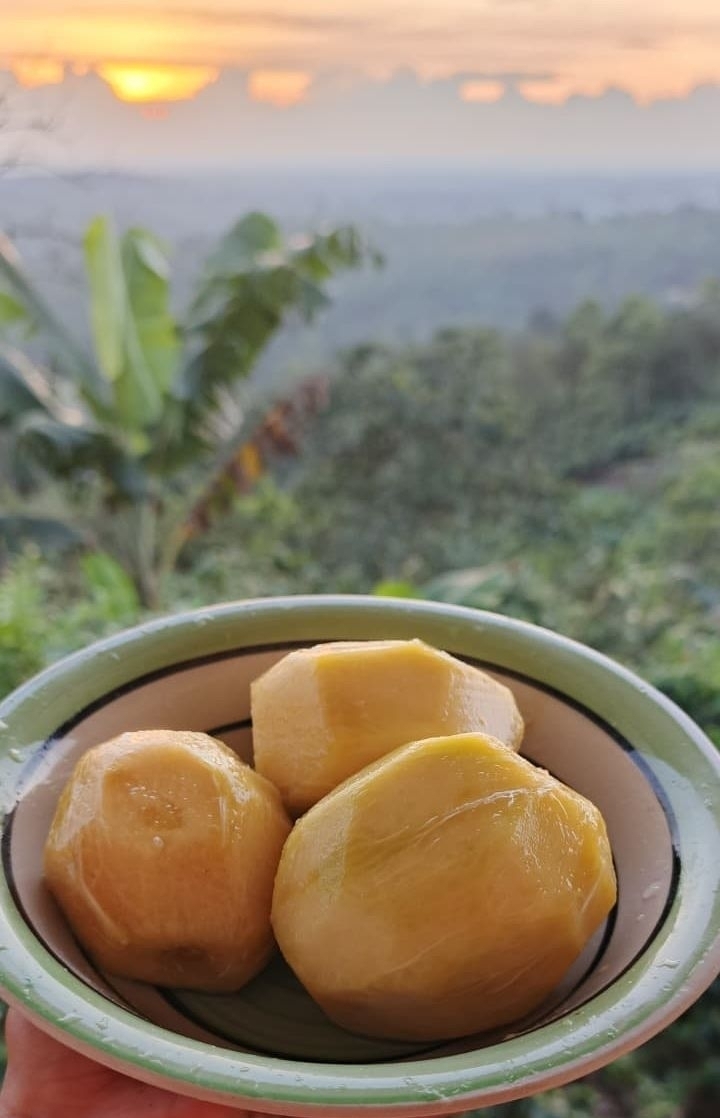Bebita