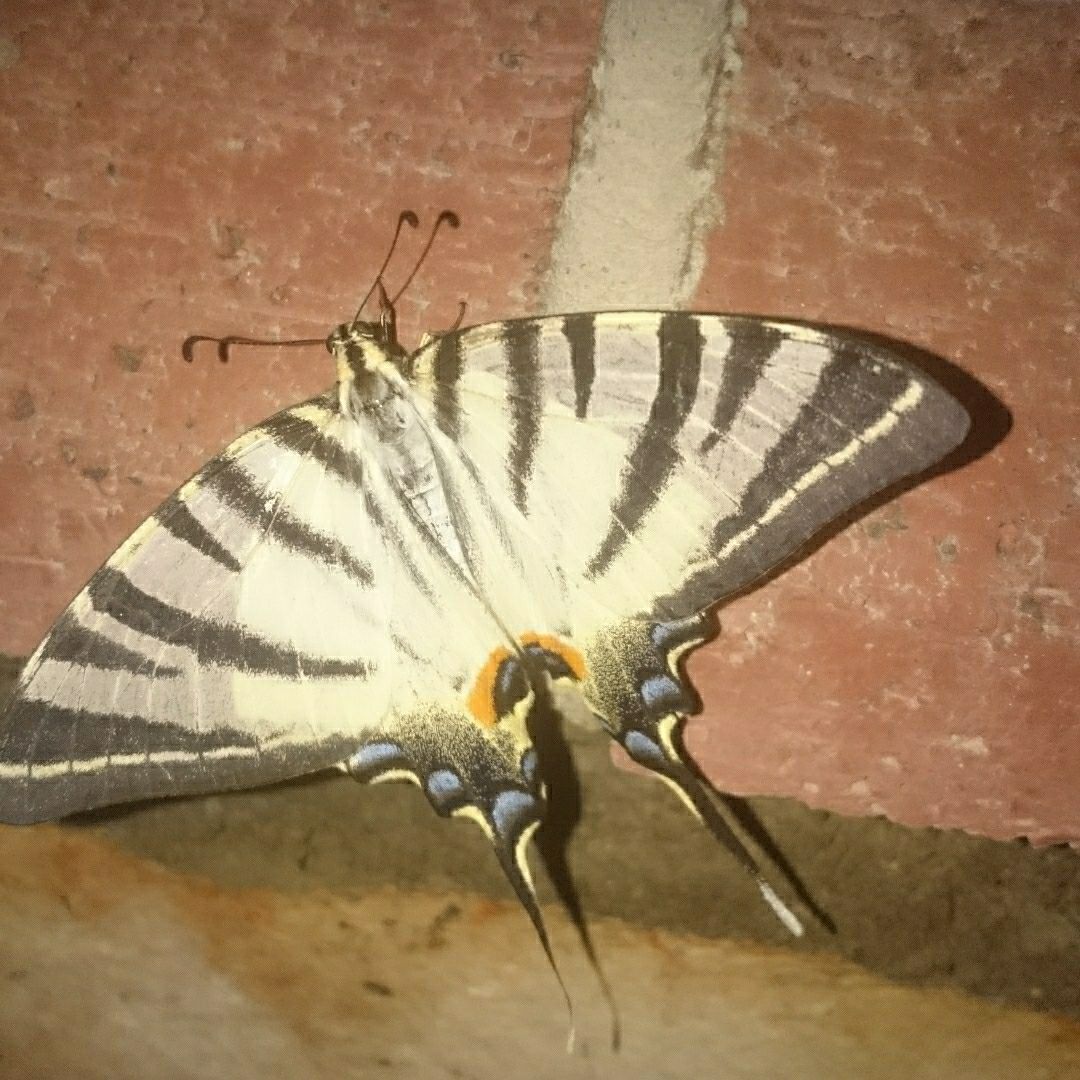 Osman