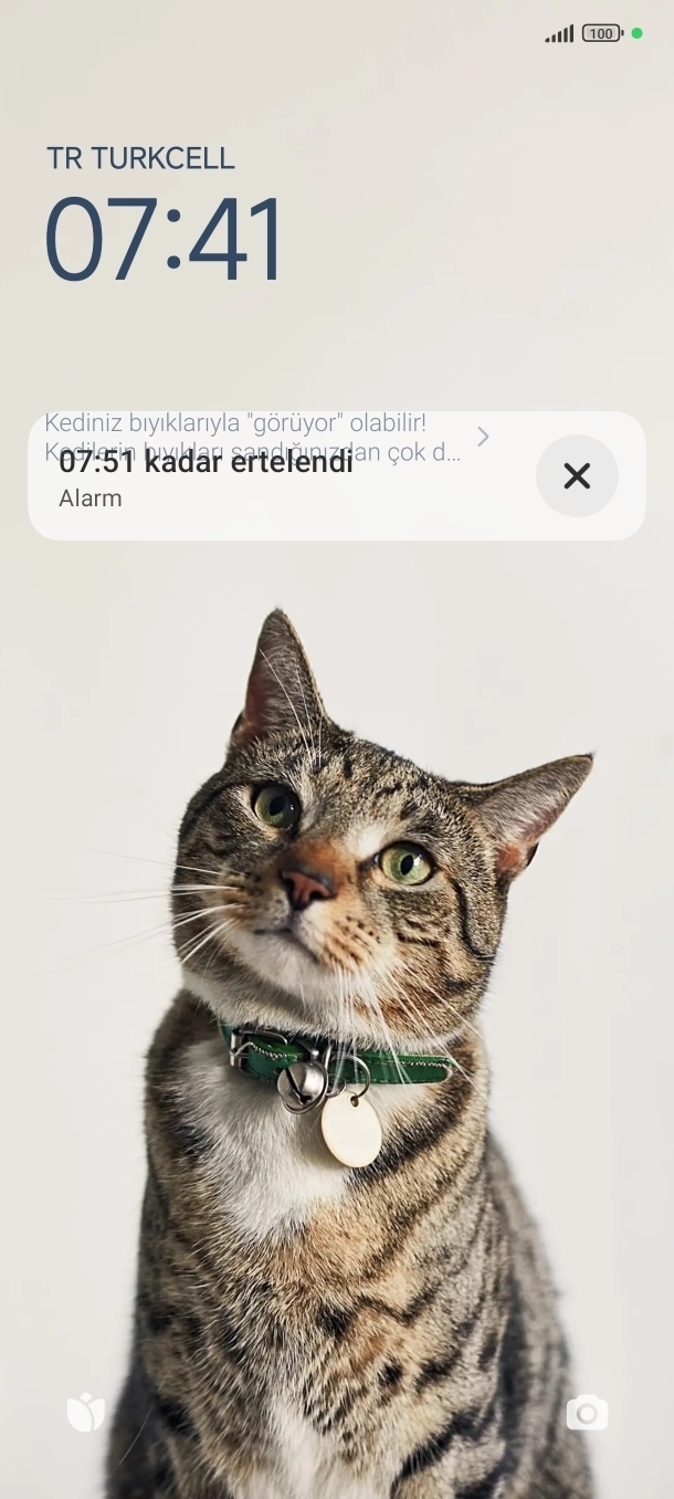 Dvdbfn