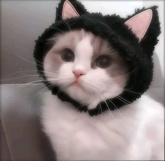 Shalom
