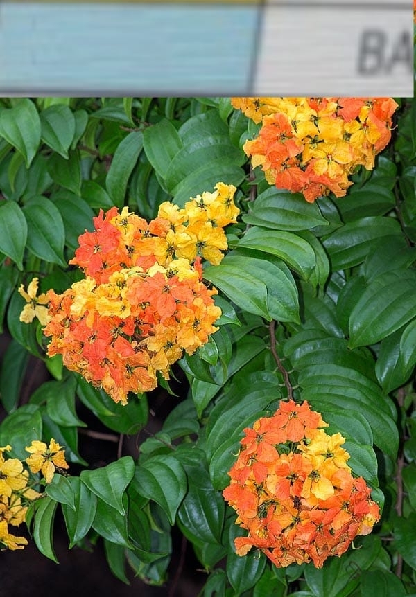 Sundar