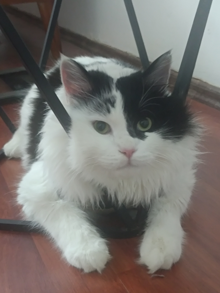 Lalezar